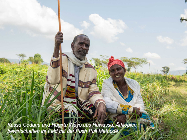 Kassa Gedana und Hagirtu Wayo aus Hawassa, Äthiopien, in ihrem bewirtschaften ihr Feld mit der Push-Pull-Methode.