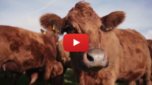 Cow Size and its Impact on Suckler Herd Profitability Cow Size and its Impact on Suckler Herd Profitability