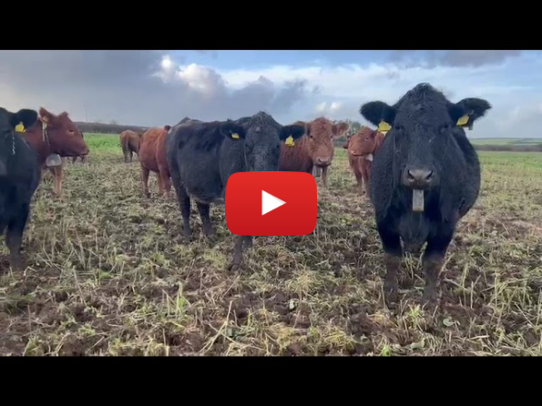 Major Reduction Sale from the Rogeston Stabiliser Herd Major Reduction Sale from the Rogeston Stabiliser Herd