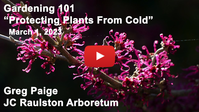 Gardening 101 - "Protecting Plants From Cold"