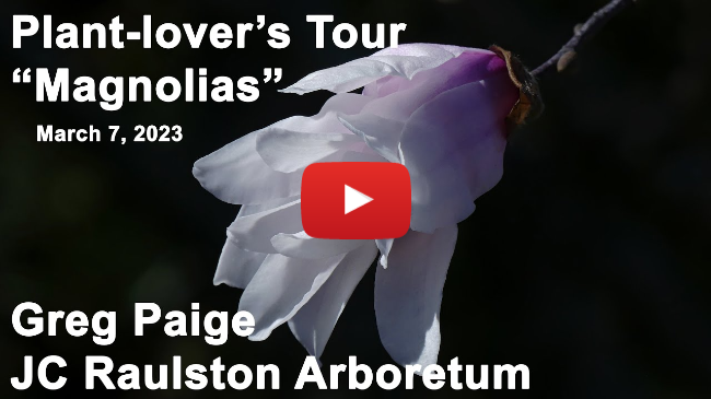 Plant-lover's Tour - "Magnolias"