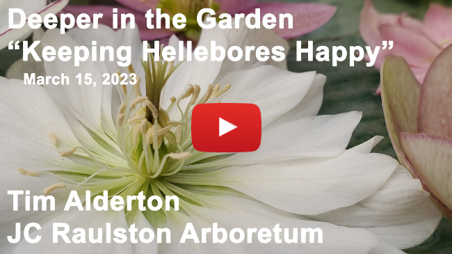 Deeper in the Garden - "Keeping Hellebores Happy"
