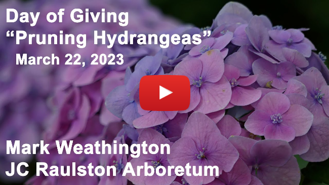 Day of Giving - "Pruning Hydrangeas"
