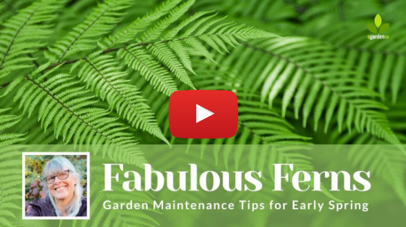 FERNS 🌿 Garden Maintenance Tips for Early Spring