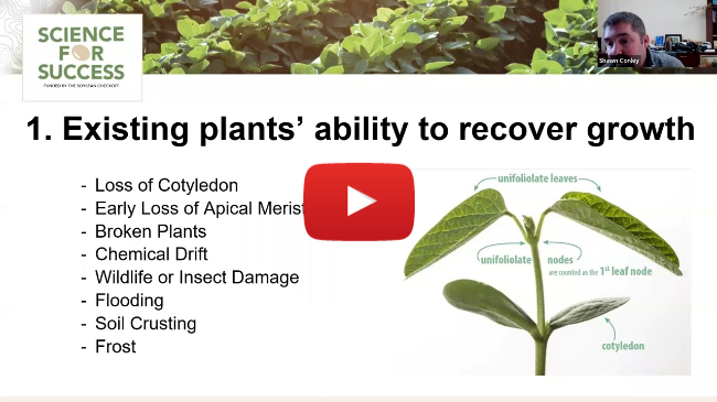 Making Soybean Replanting Decisions