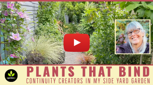 Plants That Bind—Continuity Creators in my Side Yard Garden