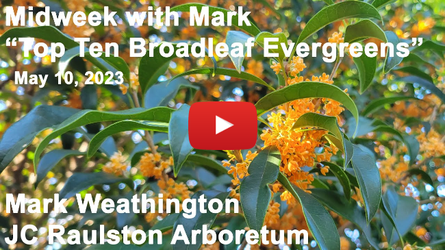 Midweek with Mark - "Top Ten Broadleaf Evergreens"