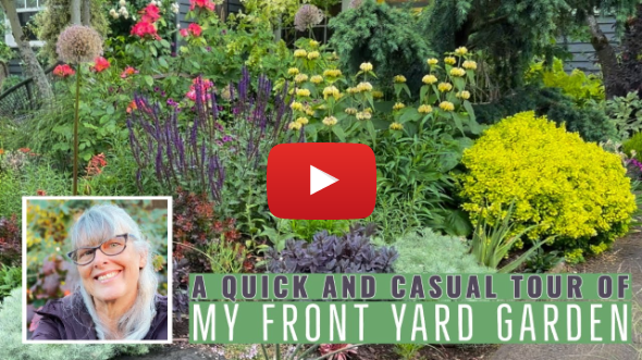 A Quick and Casual Tour of My Front Yard Garden