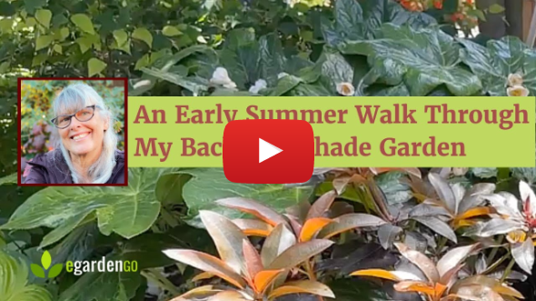An Early Summer Walk Through My Backyard Shade Garden in Portland, Oregon