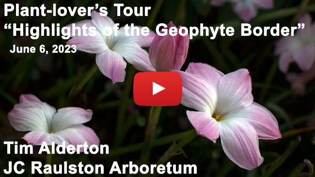Plant-lover's Tour - "Highlights of the Geophyte Border"