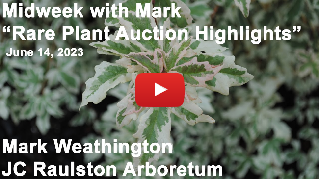 Midweek with Mark - "Rare Plant Auction Highlights"