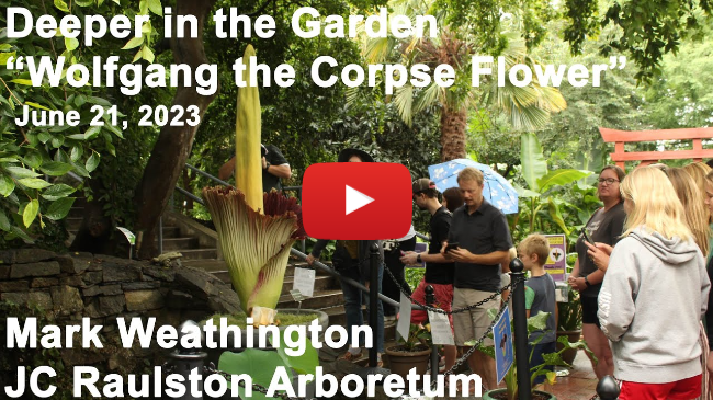 Deeper in the Garden - "Wolfgang the Corpse Flower"