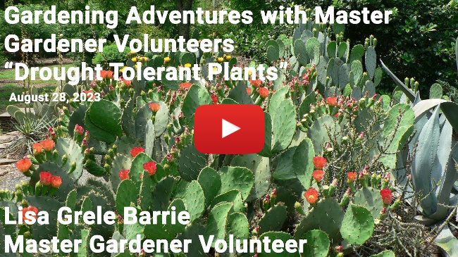 Master Gardener Talk - "Drought Tolerant Plants"