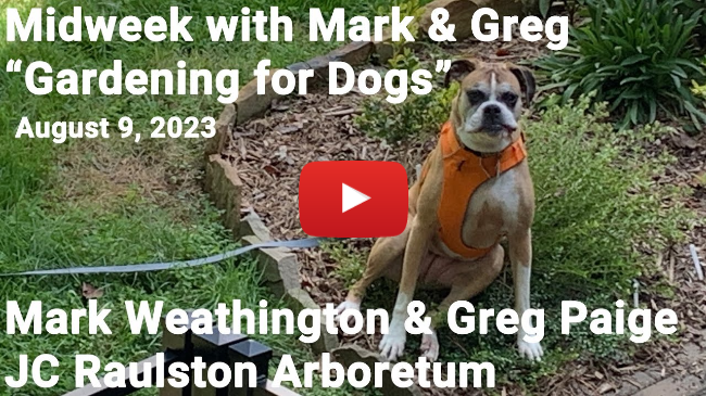 Midweek with Mark & Greg - "Gardening for Dogs"