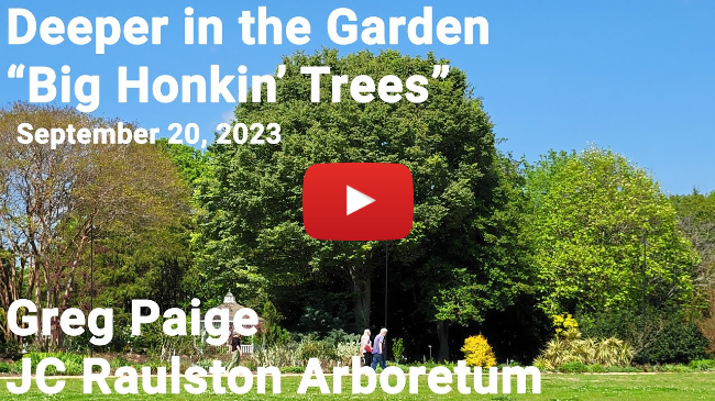 Deeper in the Garden - "Big Honkin' Trees"