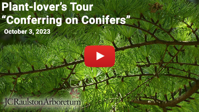 Plant-lover's Tour - "Conferring on Conifers"