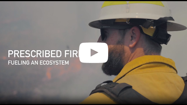 Prescribed Fire: Fueling an Ecosystem Prescribed Fire: Fueling an Ecosystem