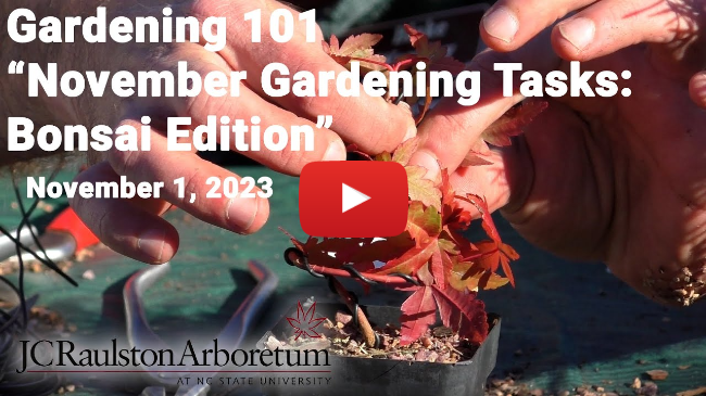Gardening 101 - "November Gardening Tasks: Bonsai Edition"