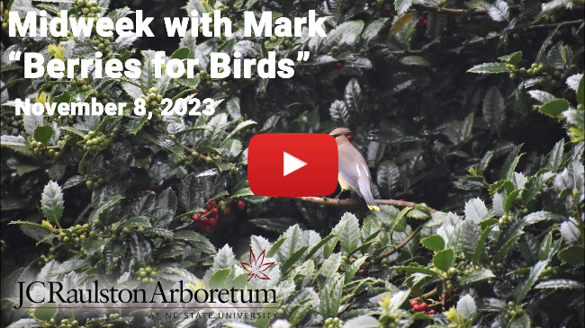 Midweek with Mark - "Berries for Birds"
