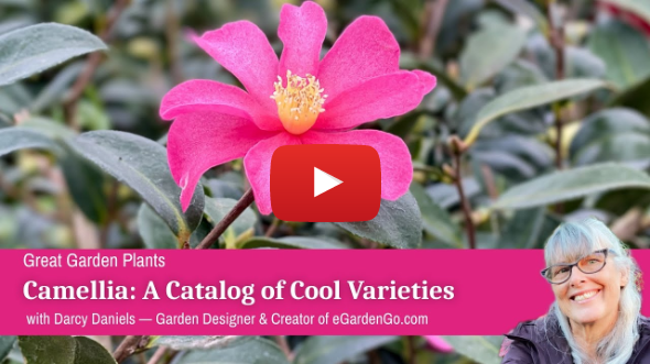 Camellia: A Catalog of Common Varieties