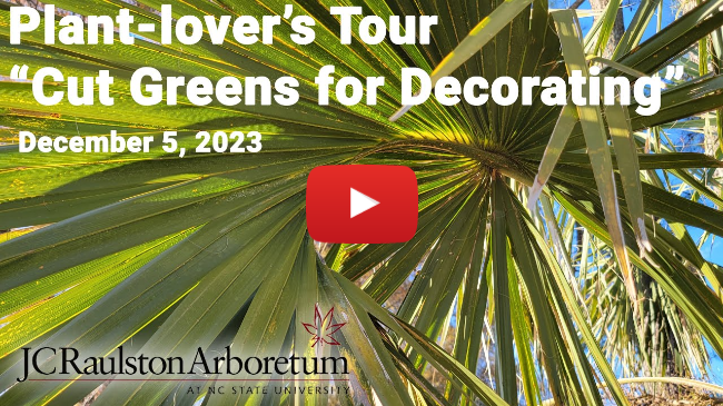 Plant-lover's Tour - "Cut Greens for Decorating"