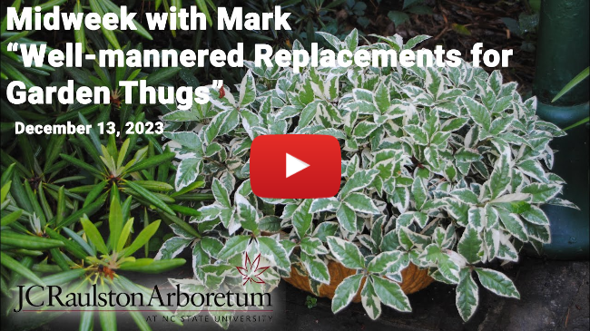 Midweek with Mark - "Well-mannered Replacements for Garden Thugs"