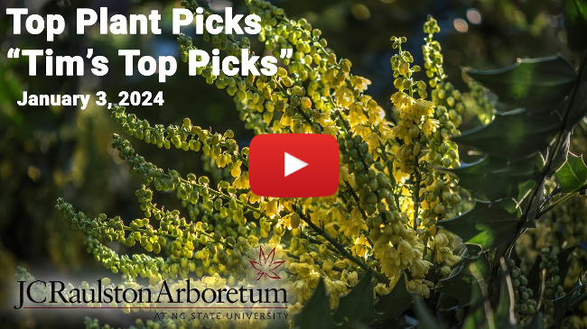 Top Plant Picks - "Tim's Top Picks"