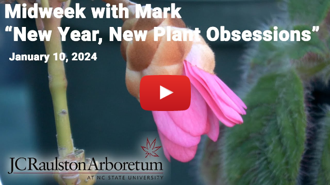 Midweek with Mark - "New Year, New Plant Obsessions"