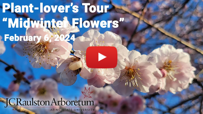 Plant-lover's Tour - "Midwinter Flowers"