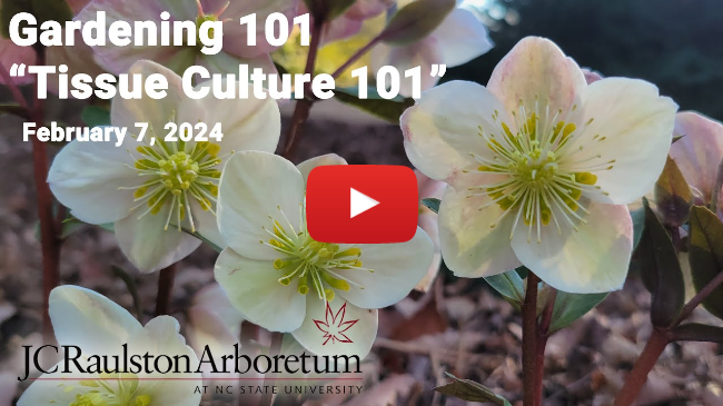 Gardening 101 - "Tissue Culture 101"