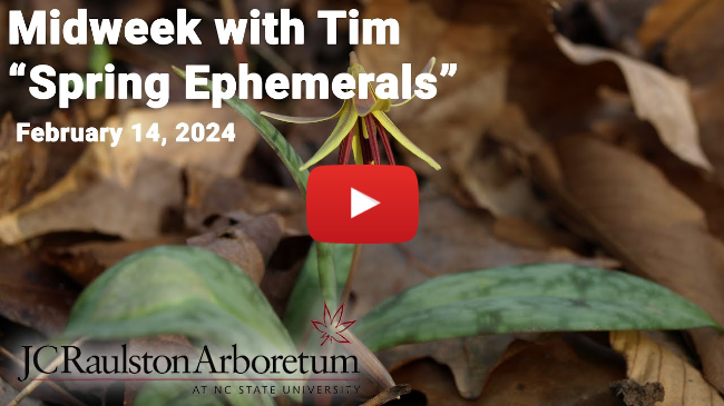 Midweek with Tim - "Spring Ephemerals"