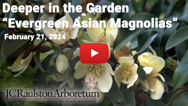 Deeper in the Garden - "Evergreen Asian Magnolias"