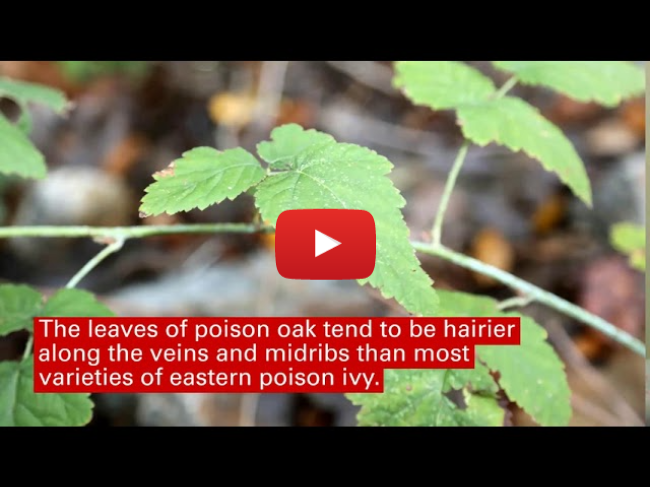 Homegrown | How to Identify Poison Ivy, Poison Oak and Poison Sumac