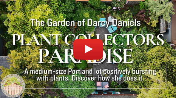 Darcy Daniels Fairytale Portland Garden Bursting with Plants