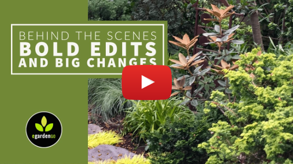 Behind the Scenes in my Portland Garden: Bold Edits of Big Shrubs Behind the Scenes in my Portland Garden: Bold Edits of Big Shrubs