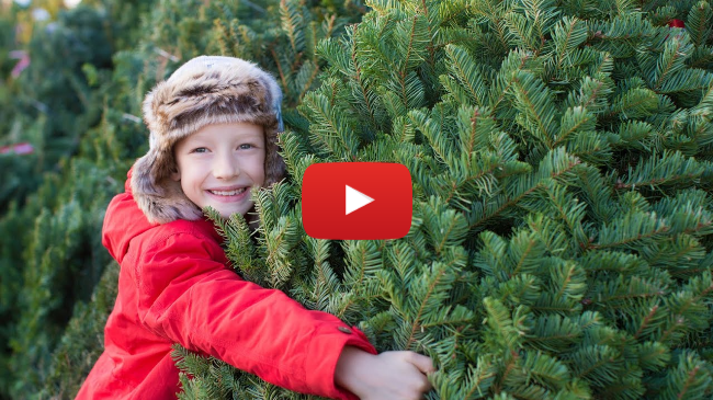 Homegrown | Caring for Your Christmas Tree