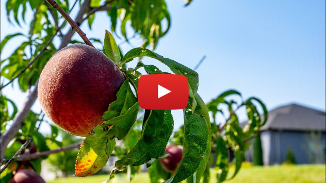 Homegrown | Planting Fruit Trees in the Home Landscape