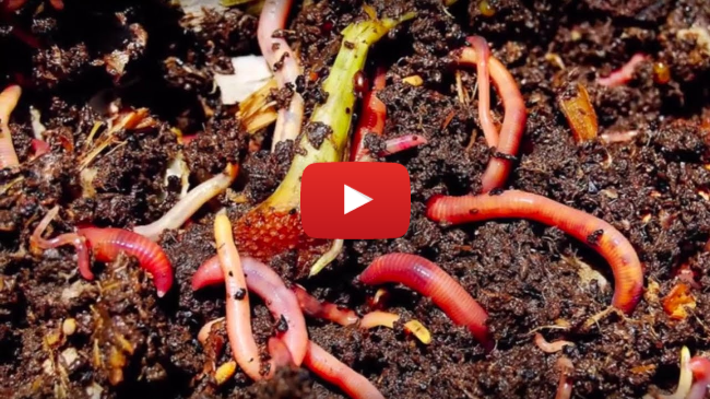 Homegrown | Worms Can Recycle Your Garbage (Vermicomposting) Homegrown | Worms Can Recycle Your Garbage (Vermicomposting)