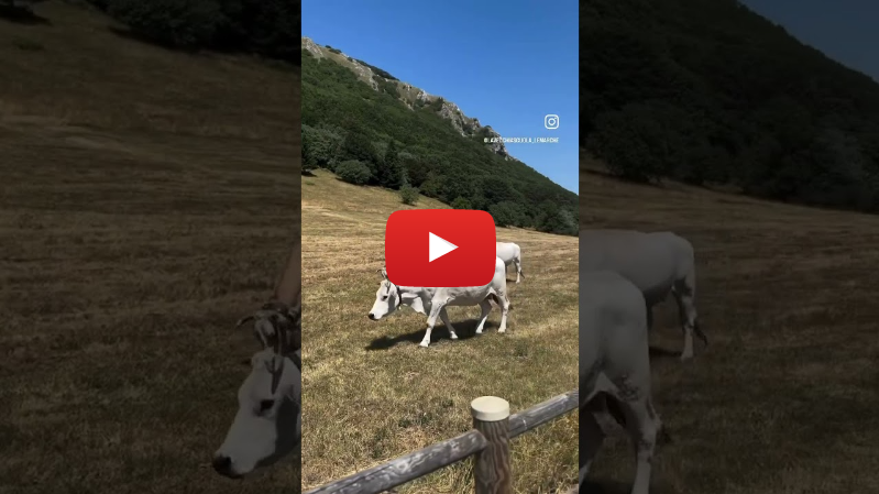 Vooruitblik of terugkijken? #lemarche #lavecchiascuola #beach #italiëontdekken