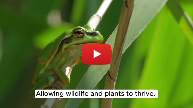 The natural cycle of wetlands