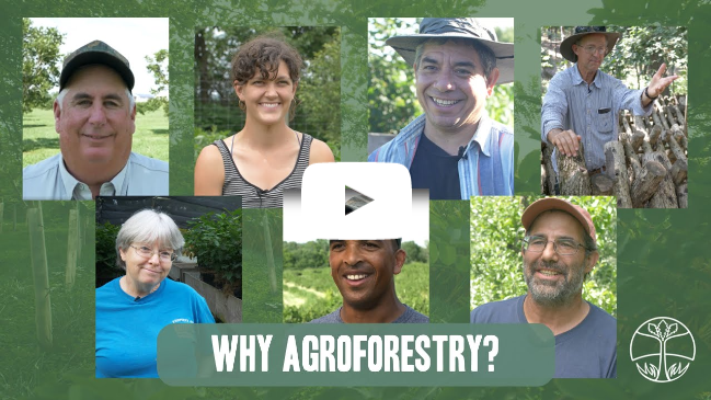 Why Agroforestry? | Hear from US farmers about why they're planting trees on their farms