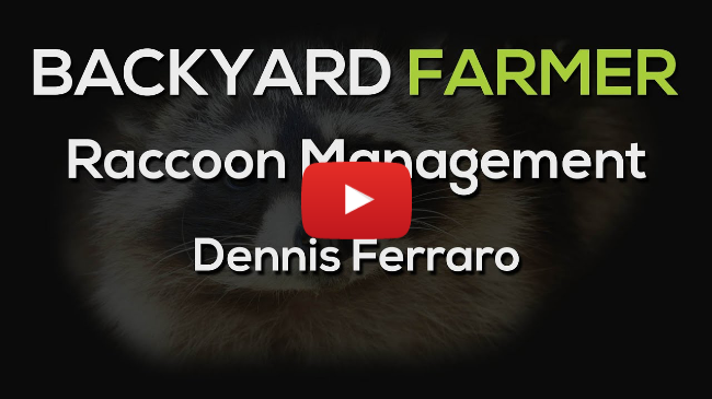 Raccoon Management
