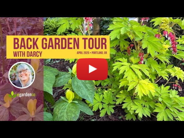 Spring Backyard Garden Tour | Darcy's Portland, Oregon Garden in April (Zone 8b)