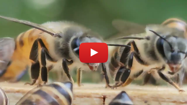 Promoting a Honey Bee Haven in North Carolina Promoting a Honey Bee Haven in North Carolina
