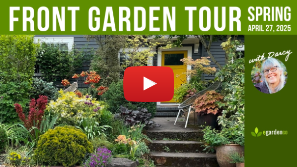 Join Darcy for a Spring Tour of Her Front Yard Garden in Portland, OR (Zone 8b)