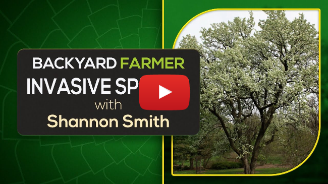 Invasive Species Explained: How They Harm Ecosystems & What You Can Do