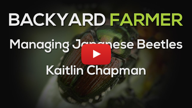 Managing Japanese Beetles Managing Japanese Beetles