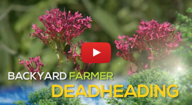 Deadheading