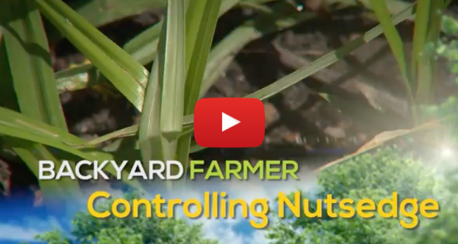 Controlling Nutsedge