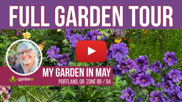 Late Spring Garden Tour 🌿 My Portland Garden (Zone 8b/9a)